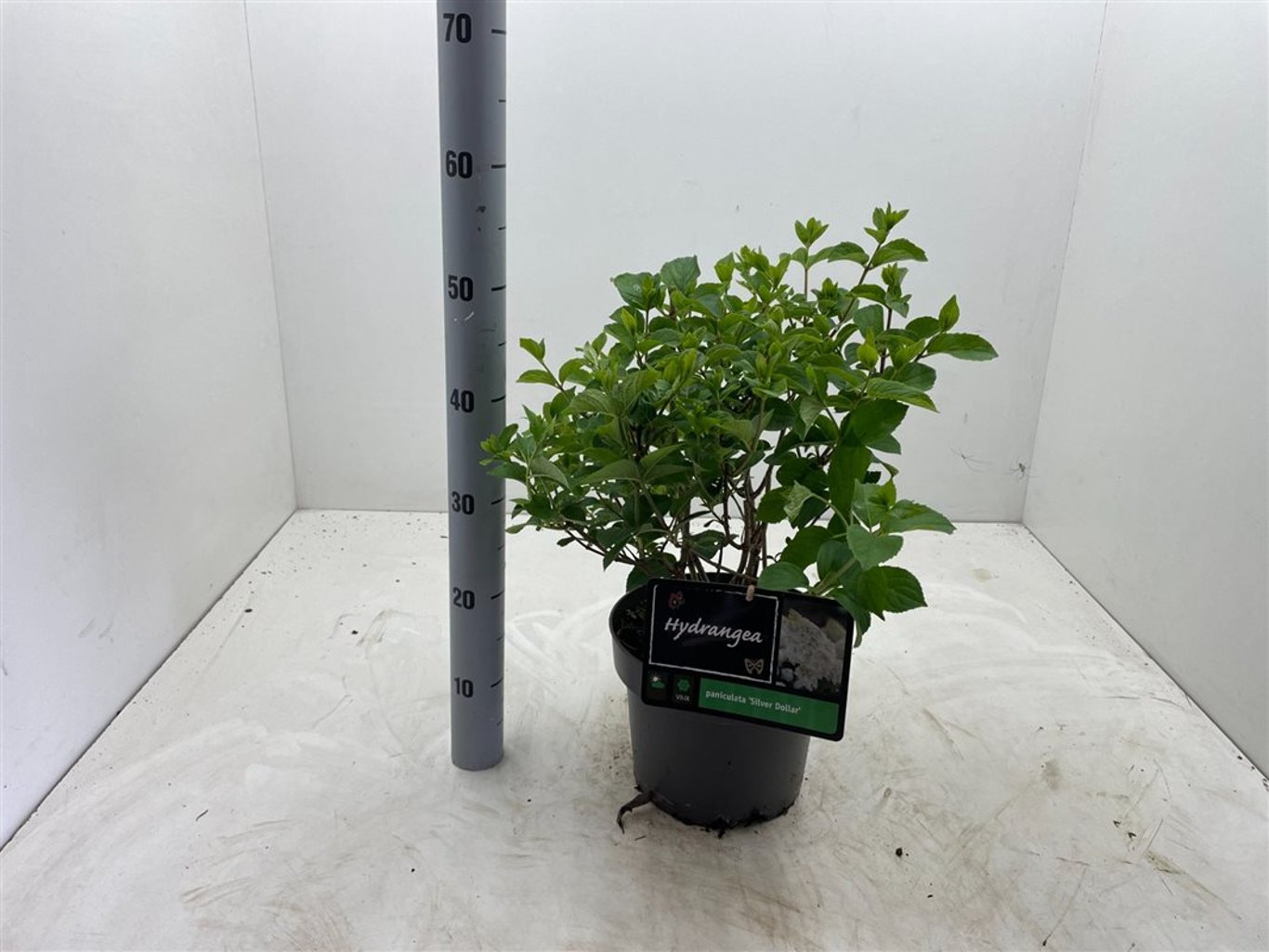 Hydrangea pan. 'Silver Dollar' - C5